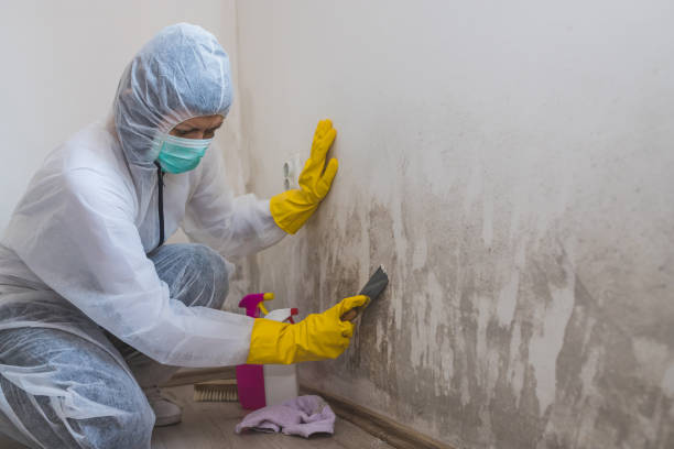 Best Mold Cleaning Services  in Wauseon, OH